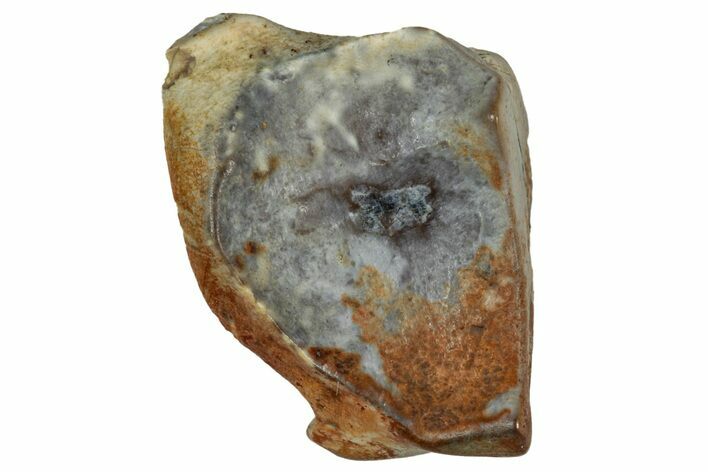 Fossil Dinosaur (Triceratops) Shed Tooth - Montana #339783